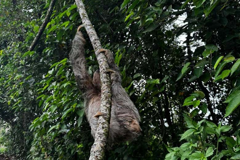 Avistando perezosos en DreamTree XP