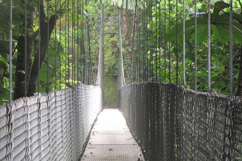 Ponte suspensa do bosque tropical