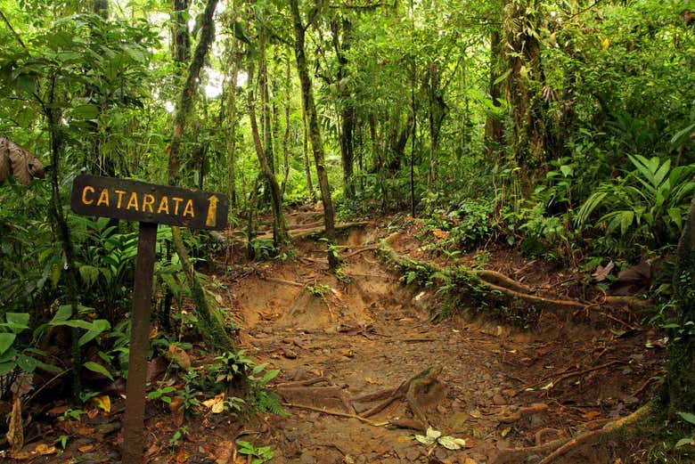 Trilha para chegar à cascata