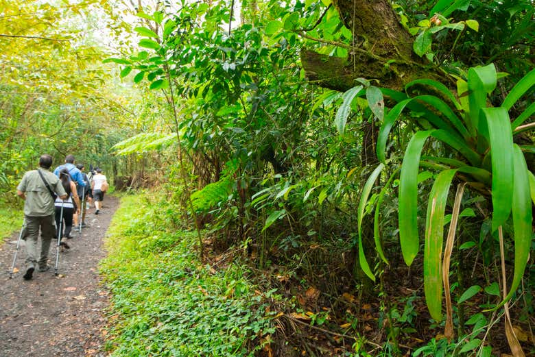 Hiking through the forest