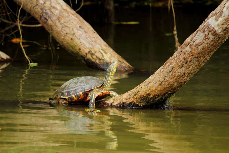 Refúgio de vida silvestre