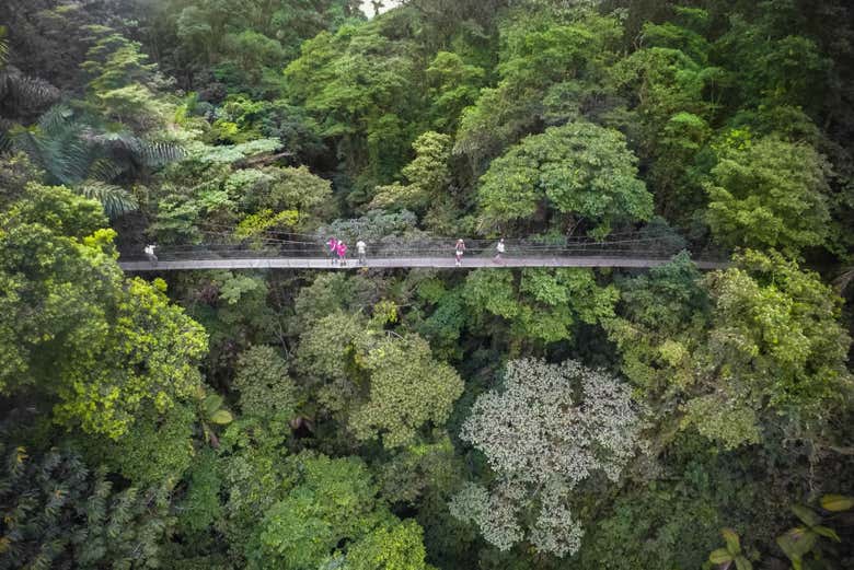 Caminata sobre las copas de los árboles en los puentes