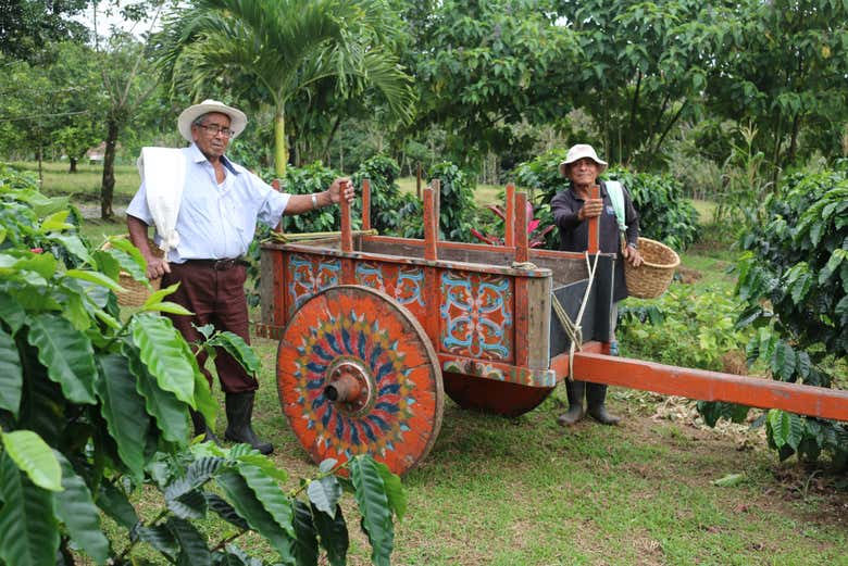 Plantación de cacao