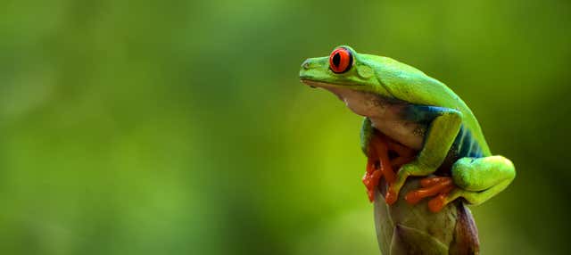 Trekking serale con avvistamento di rane