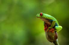 Night Hike in Frog Sanctuary