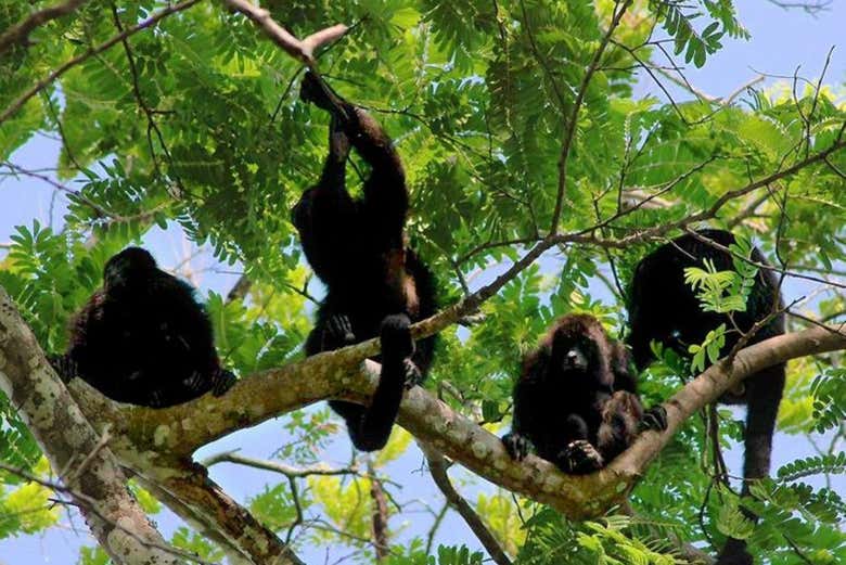 Des singes hurleurs à Cahuita