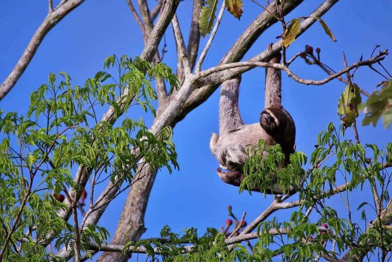 Un paresseux dans les branches d'un arbre