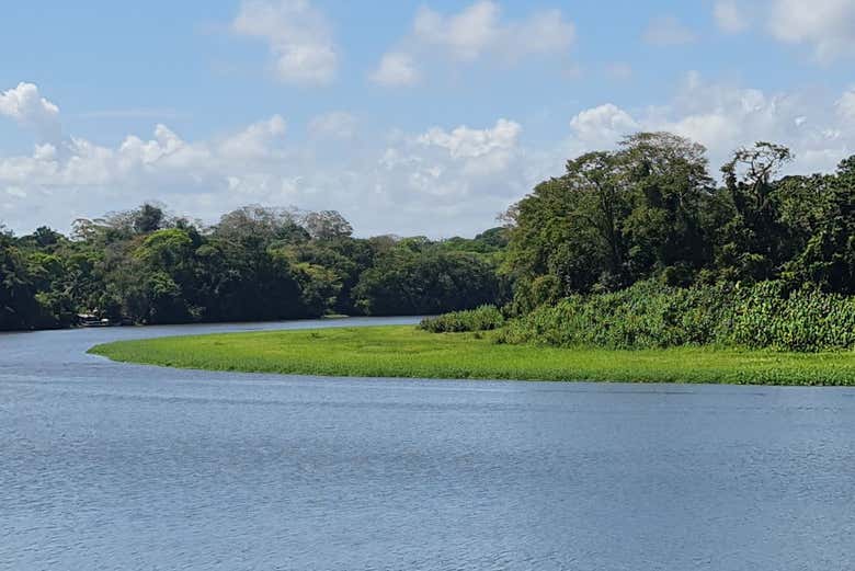 La frondosa foresta di Tortuguero