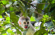 Avistamento de animais no Parque Nacional Manuel Antonio