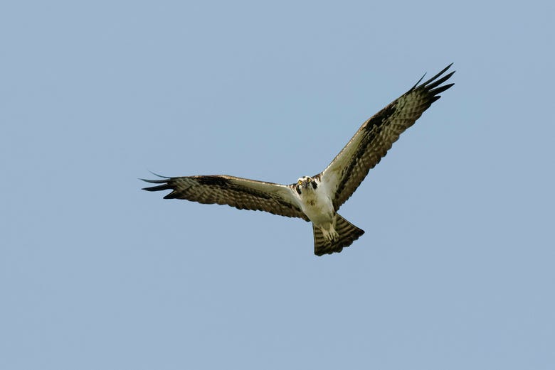 Una de las águilas pescadoras de Isla Damas