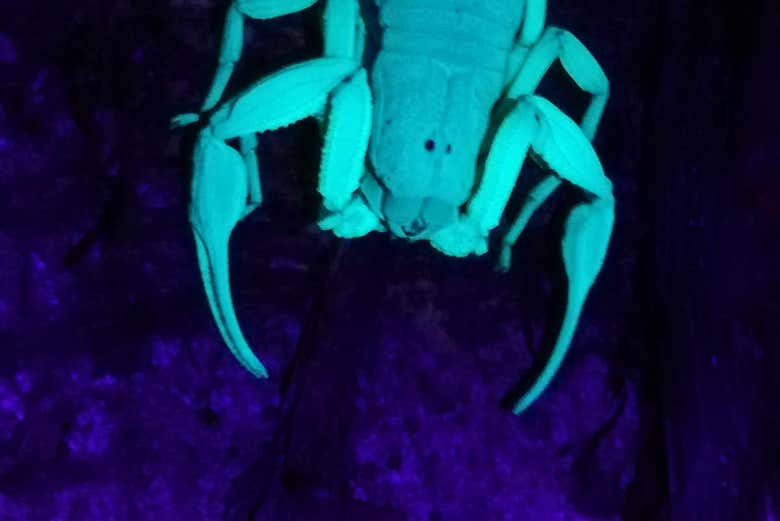 Animal nocturne du Costa Rica