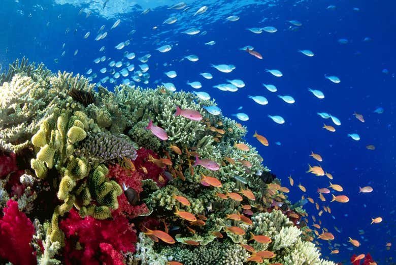 Pratique snorkel e desfrute do recife de corais