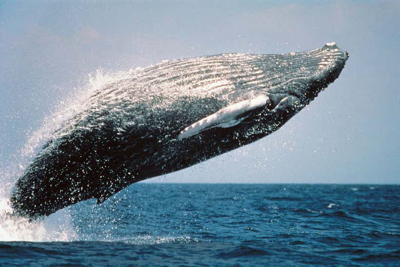 Une baleine de Manuel Antonio