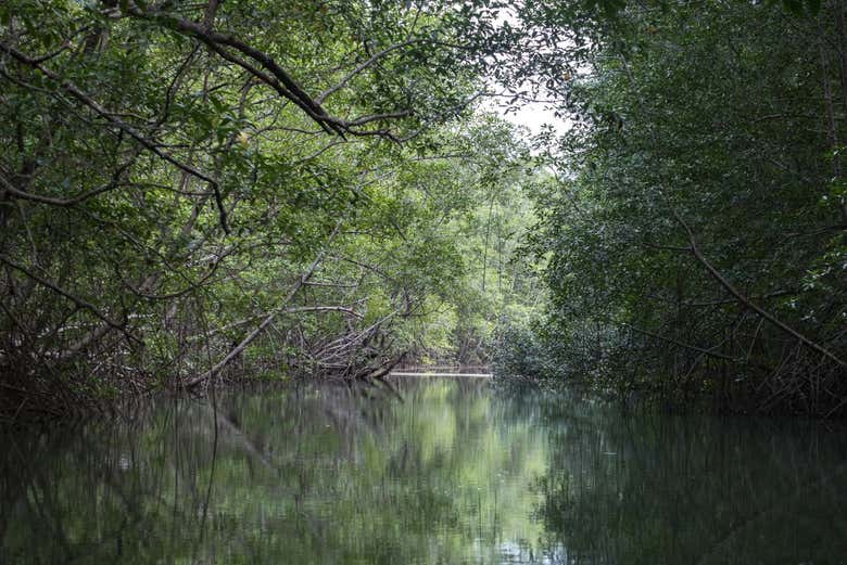 Estuaire de l'île Damas