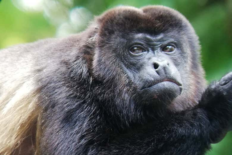 Mono congo
