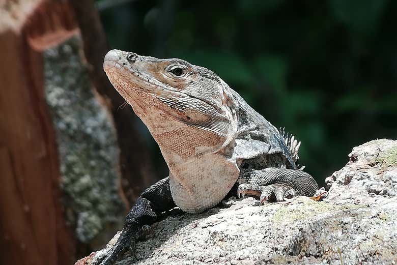 Topándonos con una iguana