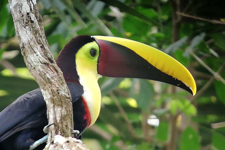 Avistando un tucán de cuello amarillo
