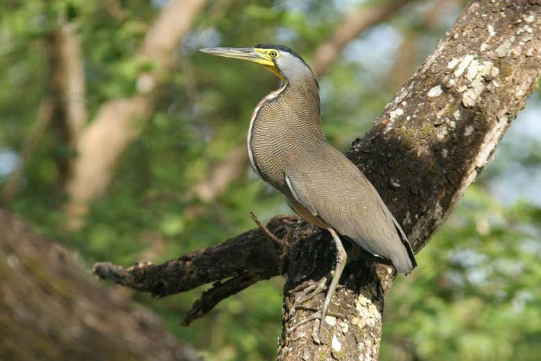 Admire as águias da Isla Damas