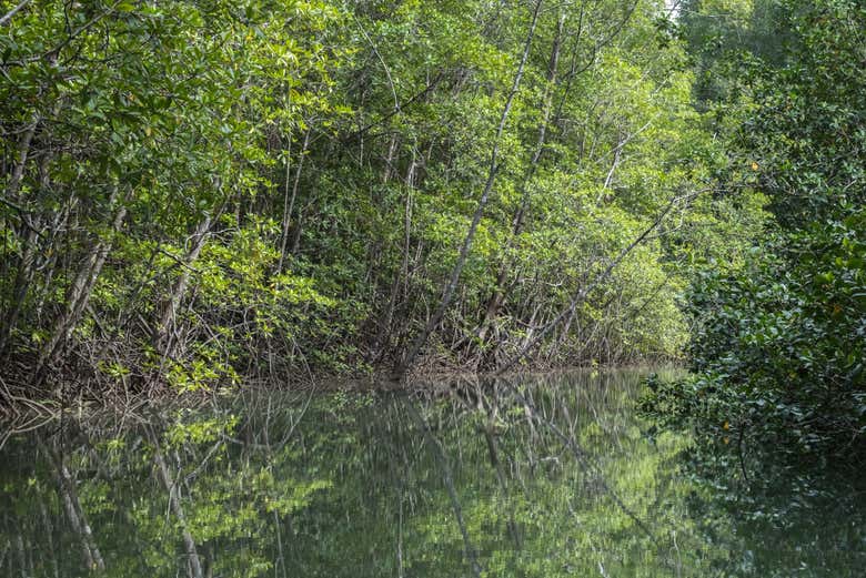 Différents types de mangroves