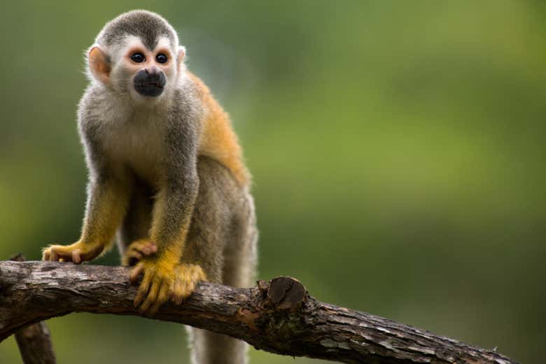 Mono tití en el Parque Nacional Manuel Antonio