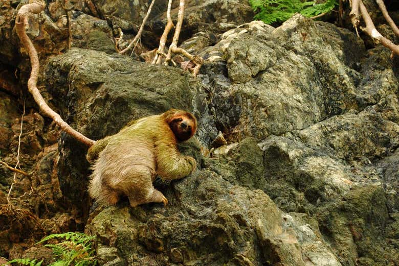 Perezoso de dos dedos en el Parque Nacional Manuel Antonio