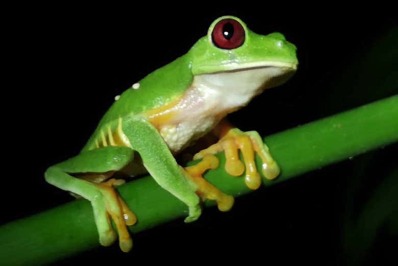 Grenouille tropicale