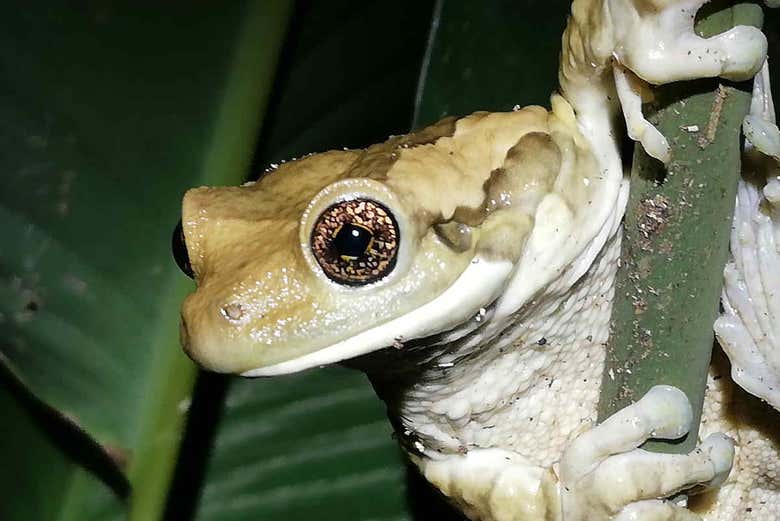 Animaux de la nuit