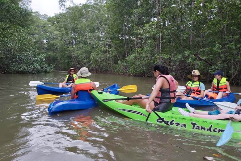Pagayez dans les mangroves