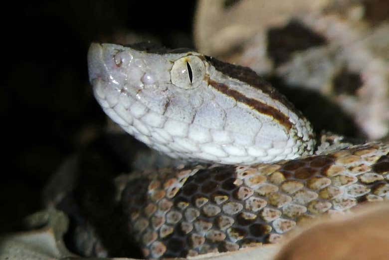 Serpent de la réserve naturelle de Manuel Antonio