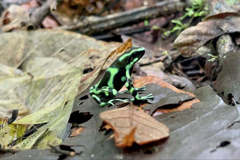 Sapos típicos da floresta tropical