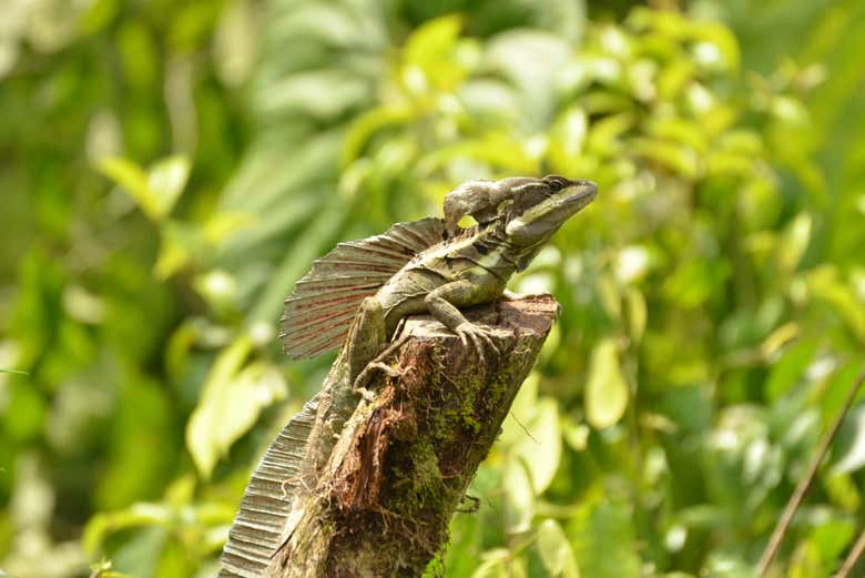 Um basilisco verde na fazenda