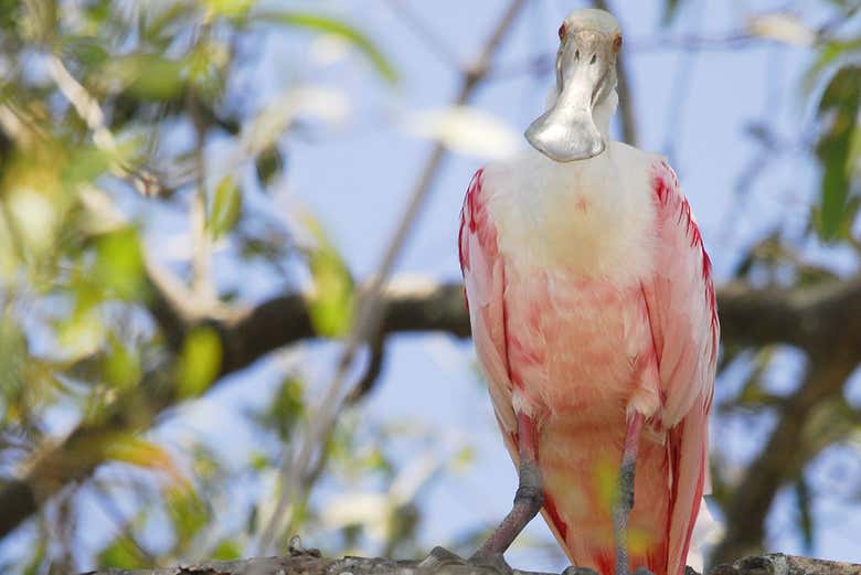 Um aiaiá na fazenda