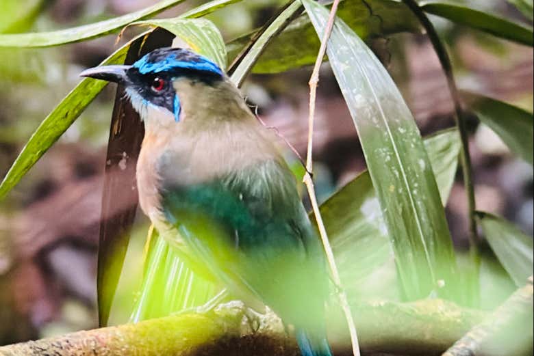 Um exemplar de um udu-de-coroa-azul