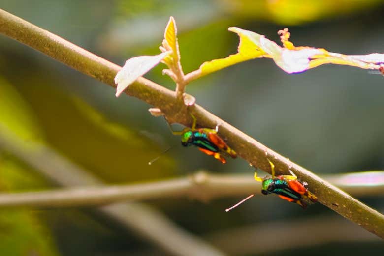 Dois gafanhotos arco-íris no parque Manuel Antonio