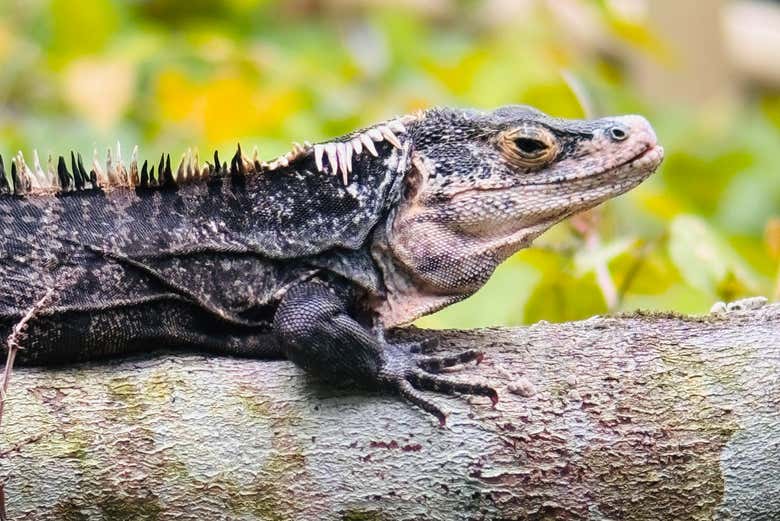 Conheceremos diferentes tipos de iguanas