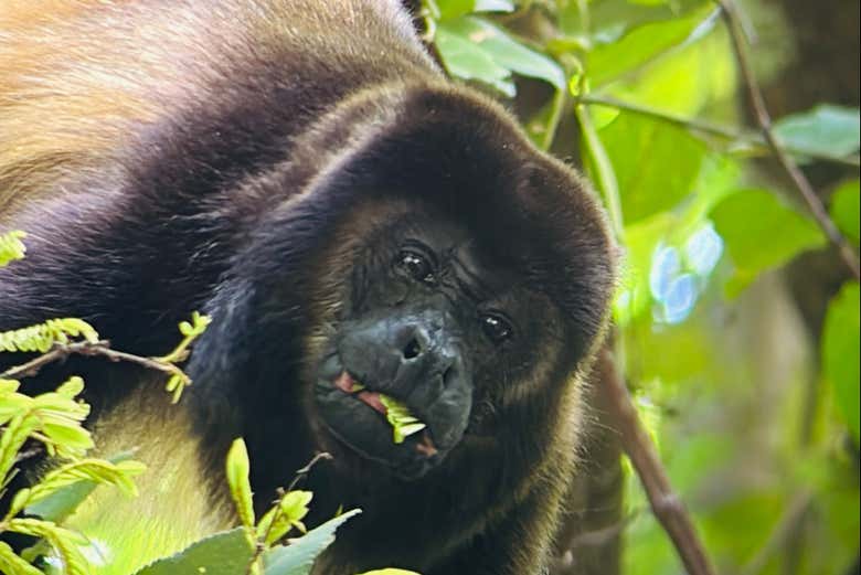 Um macaco-uivador se alimentando