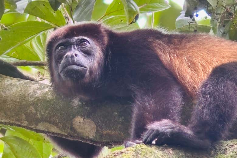 Veremos macacos