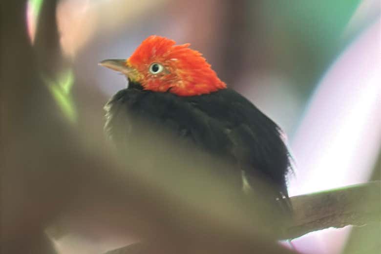 Também veremos espécies de aves no parque Manuel Antonio