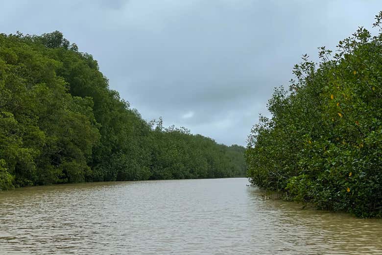 Mangroves méso-américaines