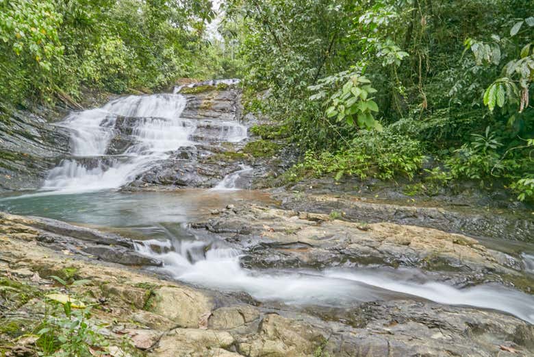 A vegetação da floresta tropical de Mulguri