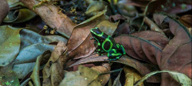 Senderismo nocturno por una reserva natural de Manuel Antonio