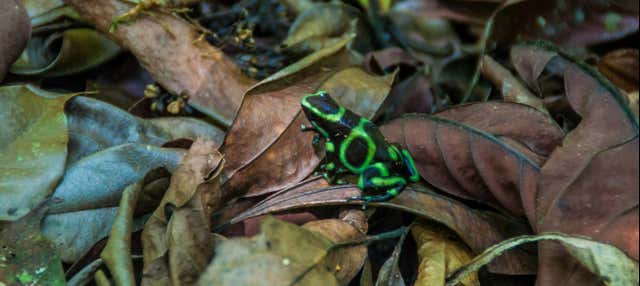 Trilha noturna por uma reserva natural de Manuel Antonio