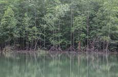 Tour por los manglares de Manuel Antonio