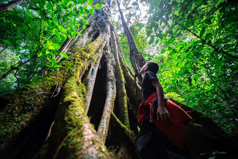 Forêt tropicale du Costa Rica