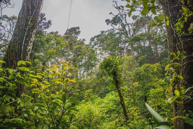 Copioso bosque de Monteverde