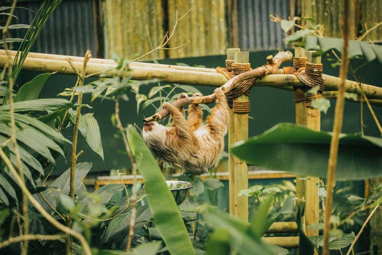 Contemplando el ritmo pausado del perezoso