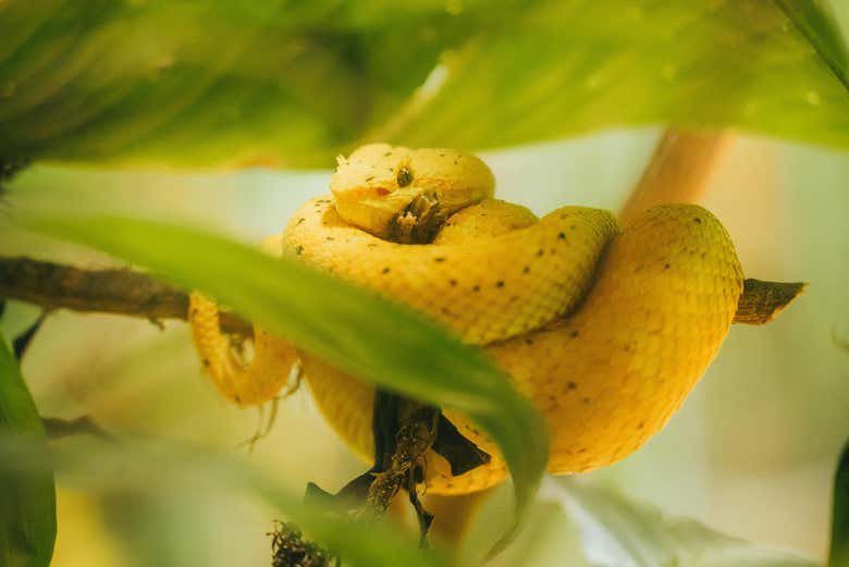 Una vipera dalle ciglia