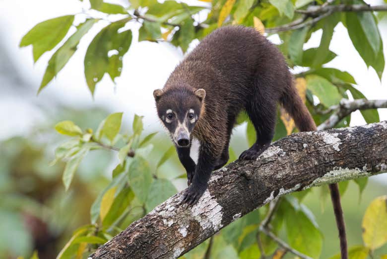 One of the coatis that live in the Curi Cancha Reserve