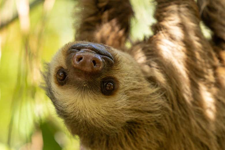 Un ejemplar de perezoso en primer plano