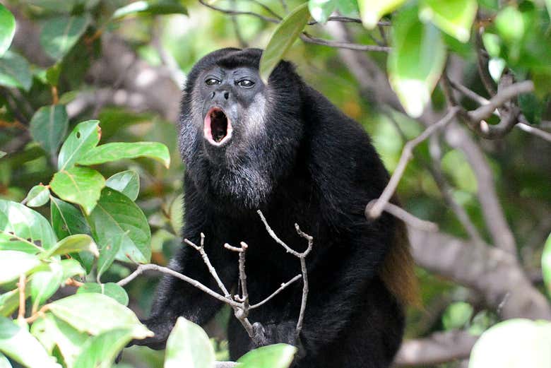 Avistando um bugio pela primeira vez